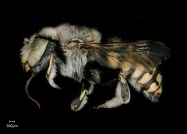   Anthidium porterae nbsp;male lateral habitus, photo: Jeni Sidwell 
